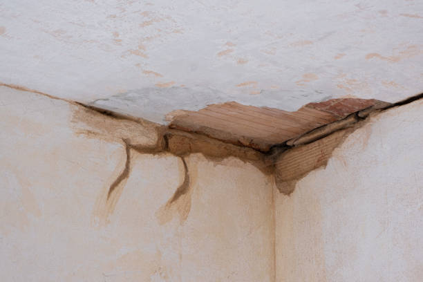 Best Professional water damage repair  in Meadowbrook, CA